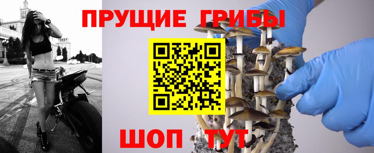 Галлюциногенные грибы Psilocybe Белебей